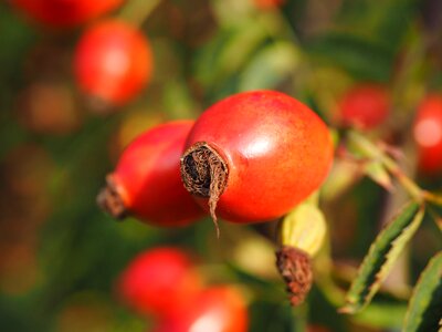 Wild rose plant sammelfrucht photo