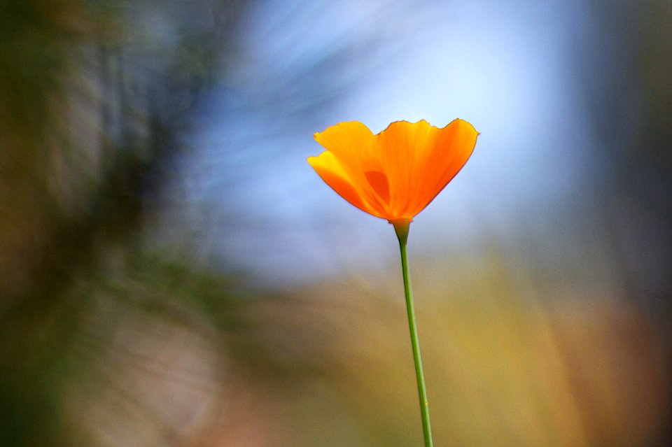 2013/365/217 Lone Poppy