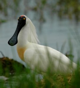 Royal Spoonbill BStuckey FoggDam photo