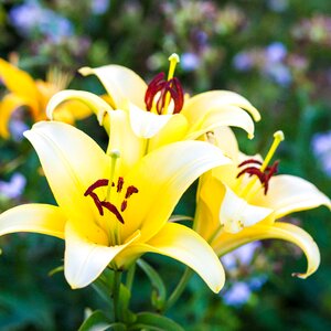 Flowers yellow lily