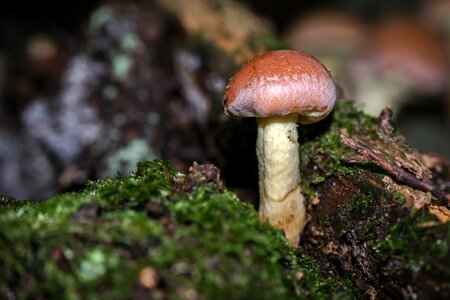 Schwefelkopf toxic forest