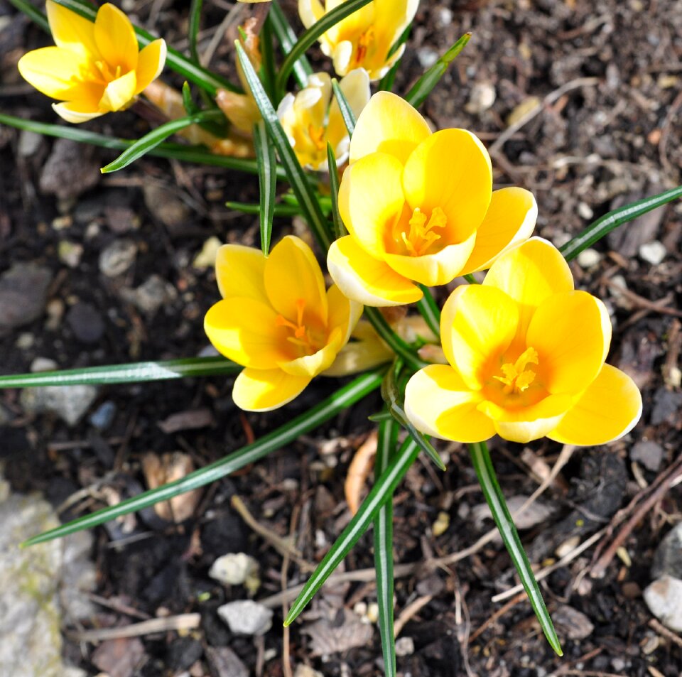 Yellow flowers spring