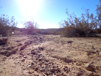 Desert Landscape photo