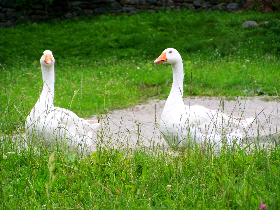 White goose home fowl animal