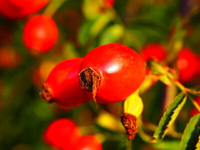 Wild rose plant sammelfrucht
