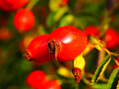 Wild rose plant sammelfrucht photo