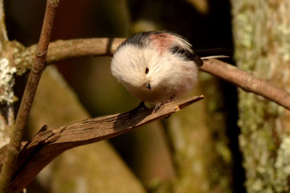 Aegithalos caudatus