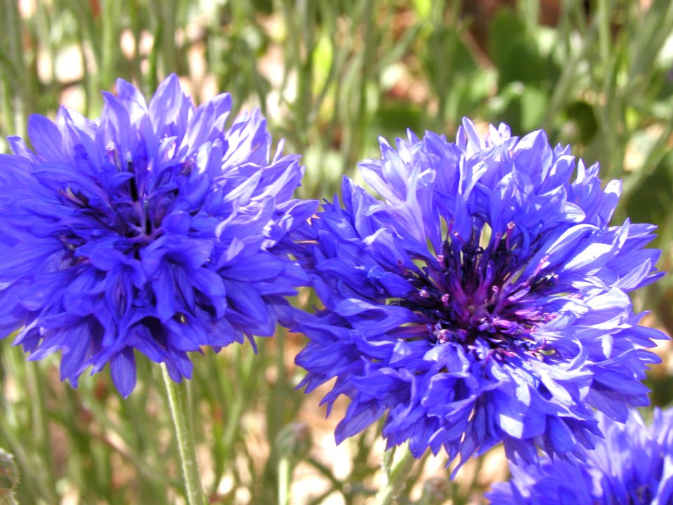 Spring Flowers From Strawberry