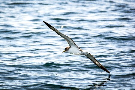 Bird flying waterfowl photo