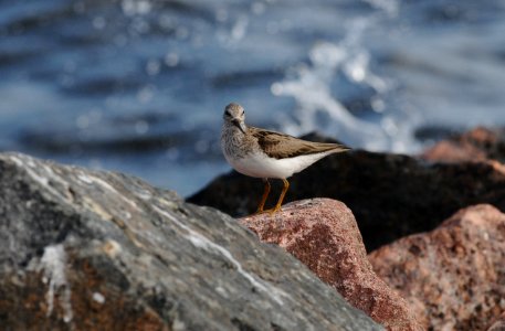 Xenus cinereus