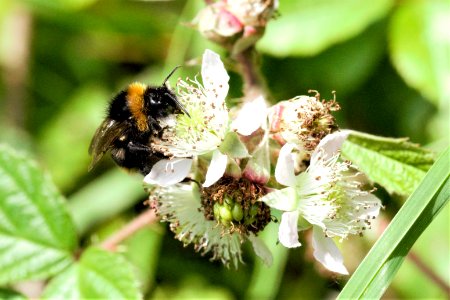 Bumblebee