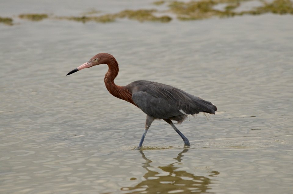 Egretta rufescens