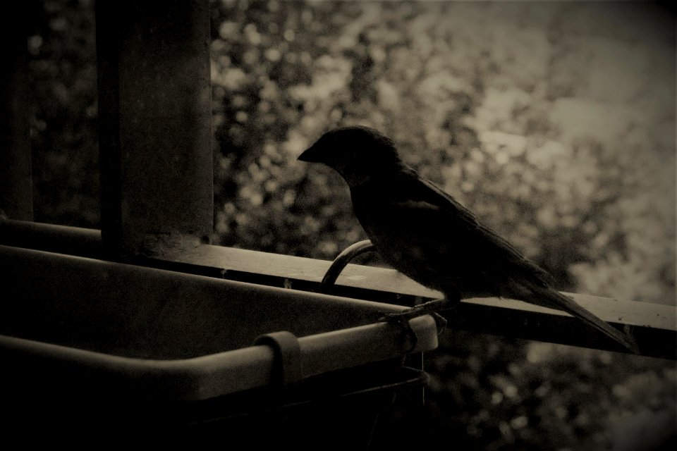 Sparrow