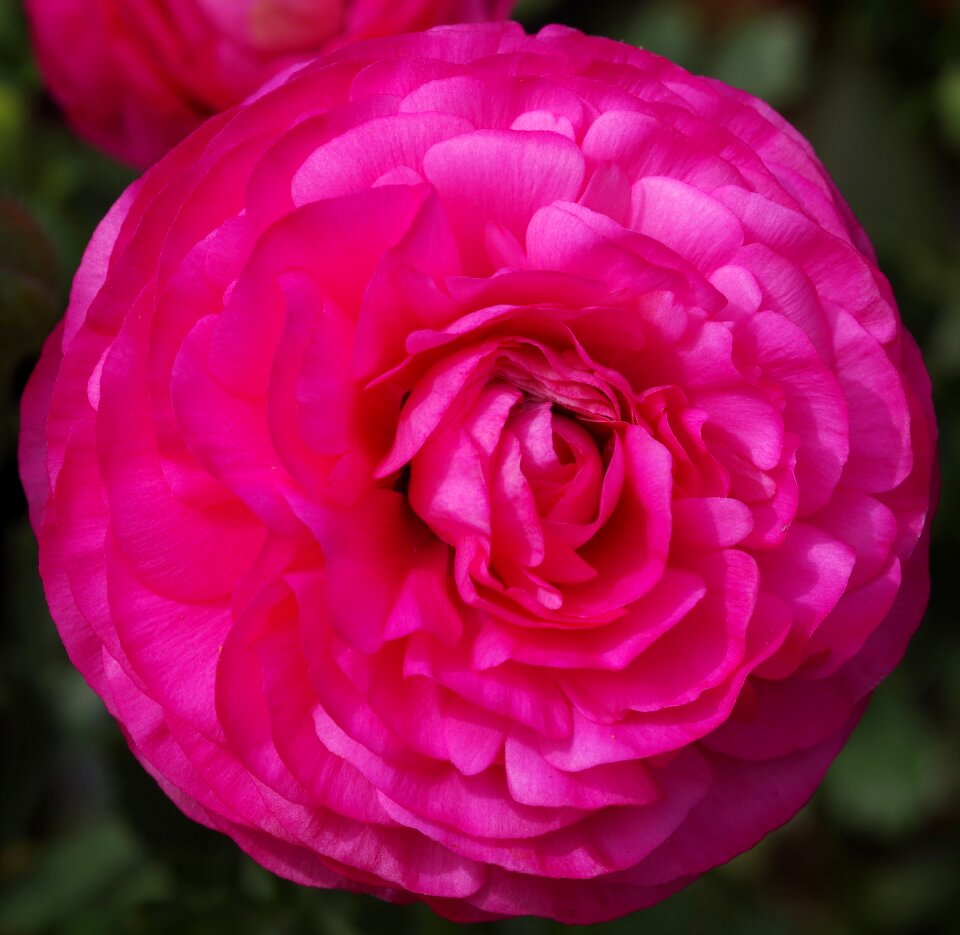 Floral ornamental spring