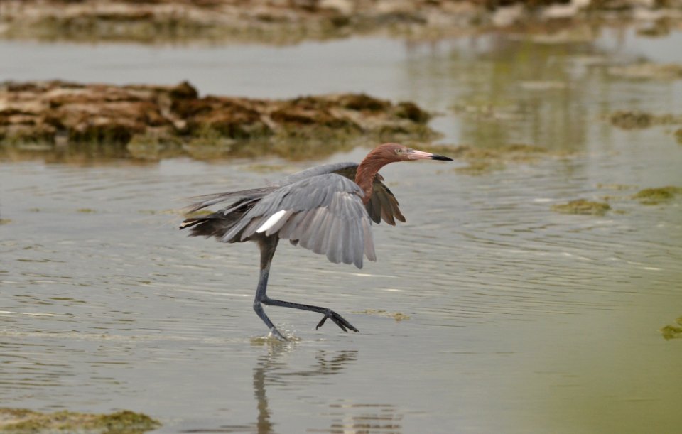 Egretta rufescens