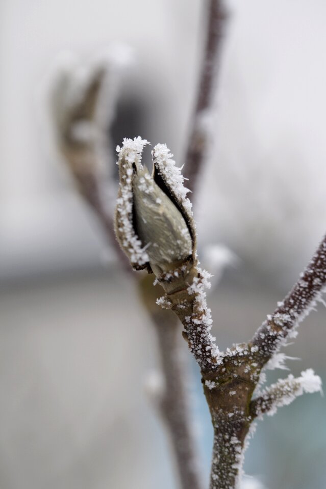 Covered frozen winter