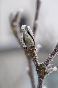 Covered frozen winter
