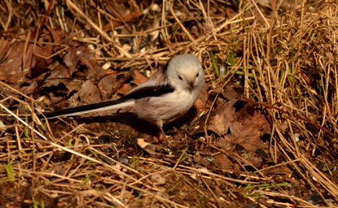 Aegithalos caudatus
