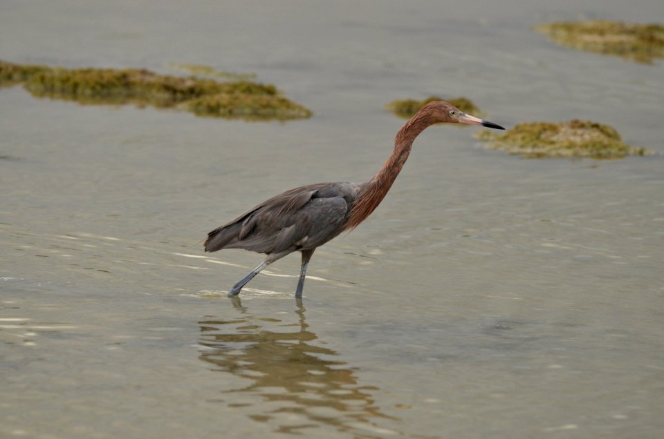 Egretta rufescens
