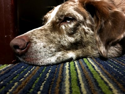 2018/365/313 Hmmm, "Comfort Inn"