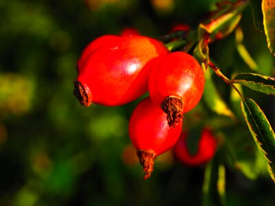 Wild rose plant sammelfrucht photo