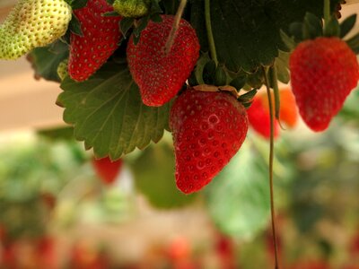 Organic fresh berries