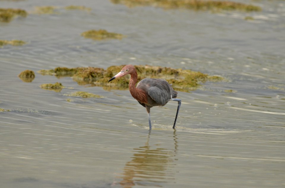 Egretta rufescens