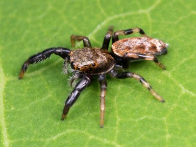Jumping spider