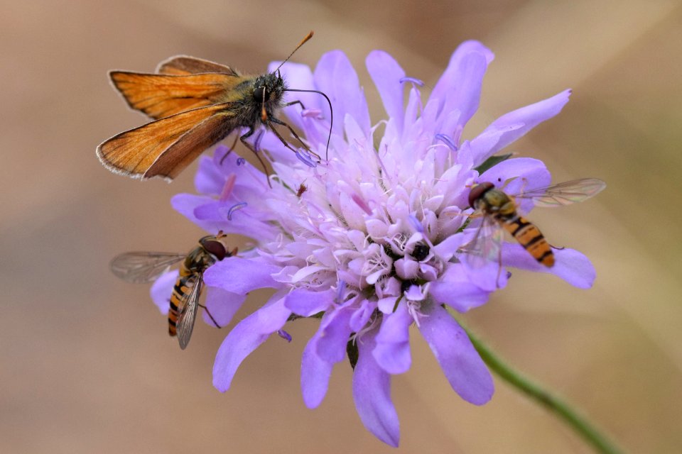 Skipper and marmalade flies