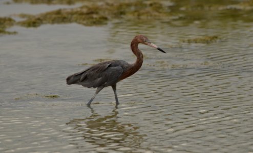 Egretta rufescens photo