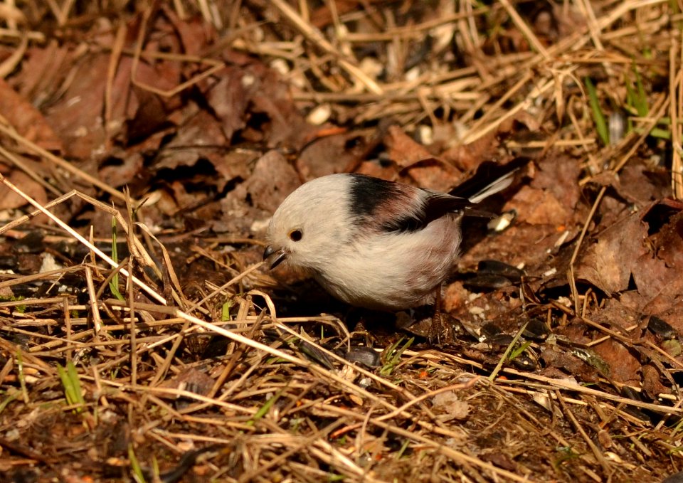 Aegithalos caudatus