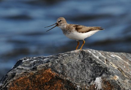 Xenus cinereus