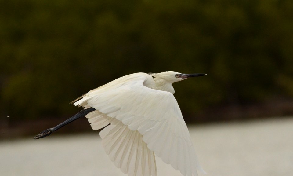 Egretta rufescens