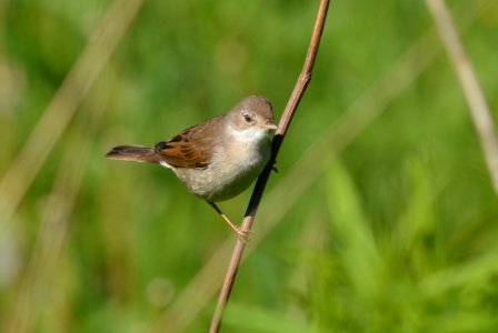Sylvia communis