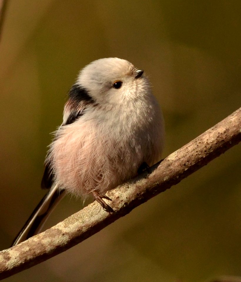 Aegithalos caudatus