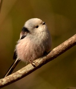 Aegithalos caudatus