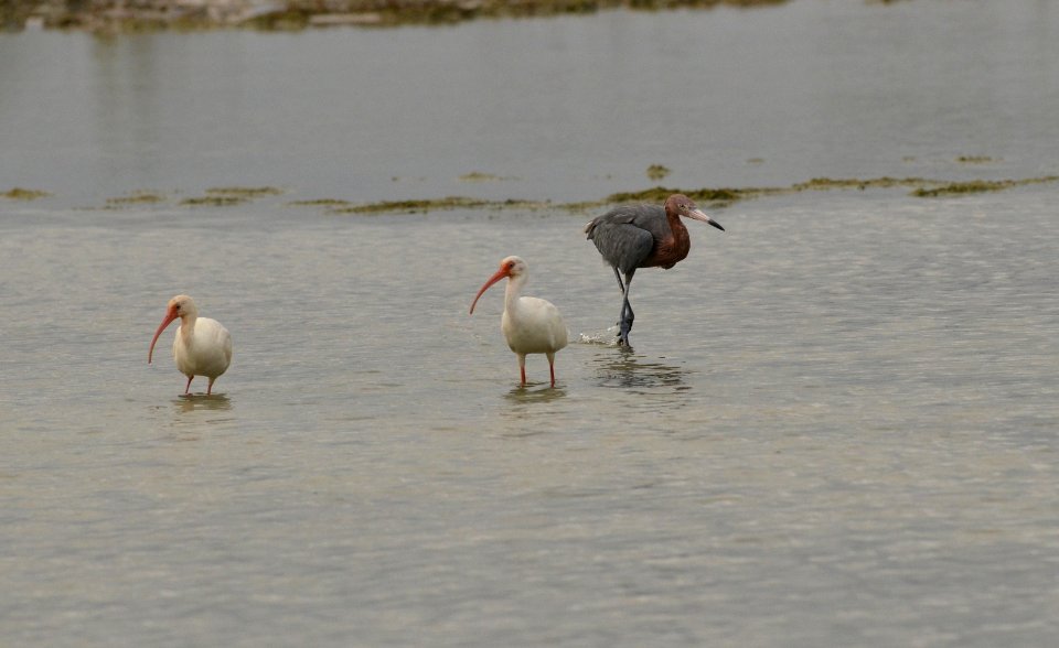 Egretta rufescens