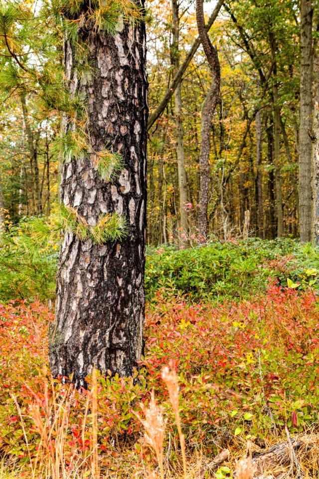 Pine Barrens, MAGLEV North tract