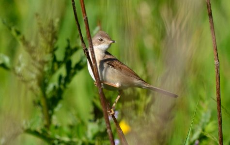 Sylvia communis