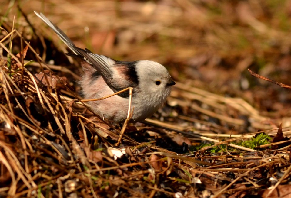 Aegithalos caudatus