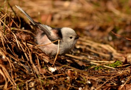 Aegithalos caudatus