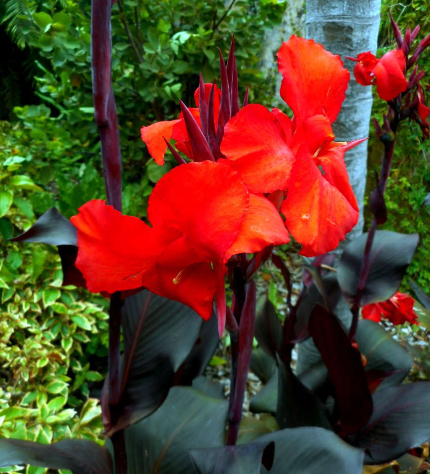 Flor de Primavera