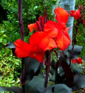 Flor de Primavera