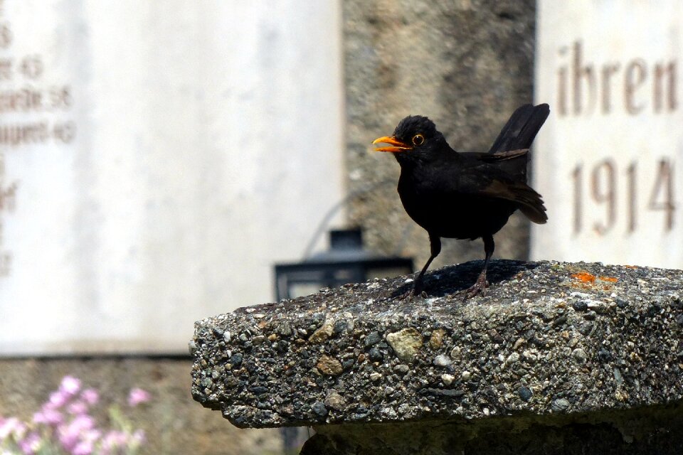 Bird black throttle