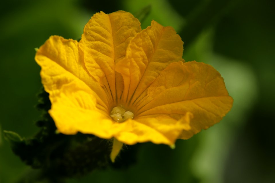 Yellow cucumber blossom / Gelbe Gurkenblüte