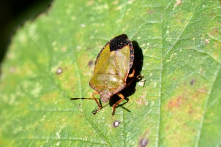 Green shield bug photo