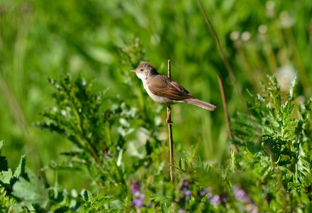 Sylvia communis
