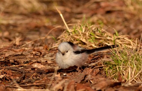Aegithalos caudatus