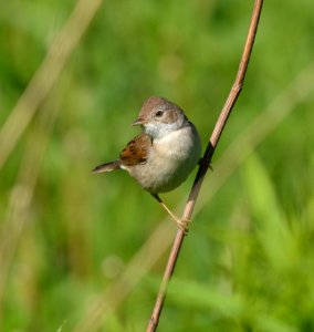 Sylvia communis