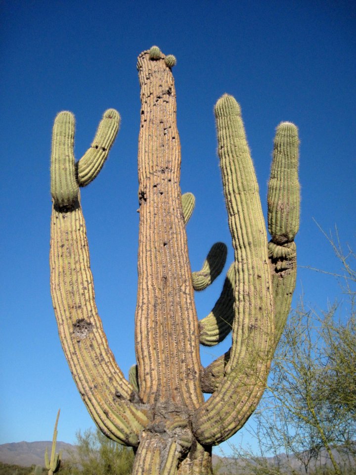 Don't Shoot the Cactus!